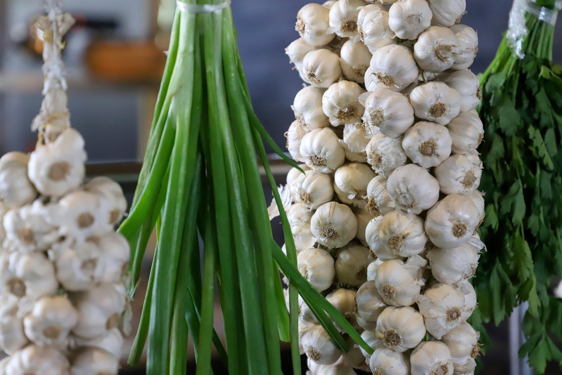 Česnek – více odrůd